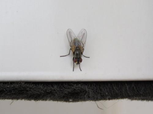 Réf. 245 098 : Musca domestica